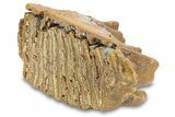 Fossil Lower M Woolly Mammoth Molar - Siberia #292764-2